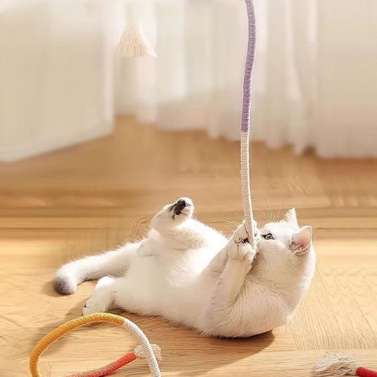 chat blanc joue jouet pour chat