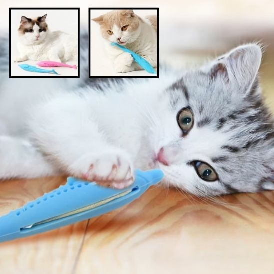 joue avec jouet pour chat