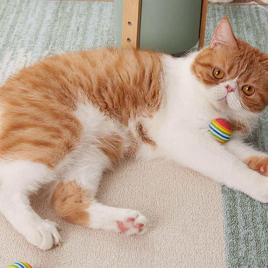 jouet pour chat chat couche balle