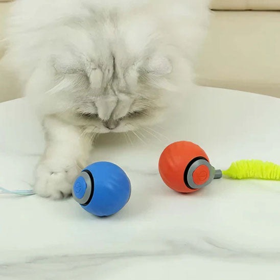 jouets interactifs pour chat blanc qui joue