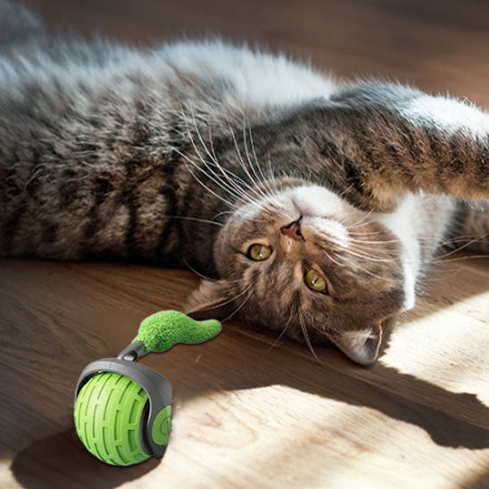 jouets interactifs pour chat couche