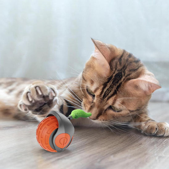 jouets interactifs pour chat curieux