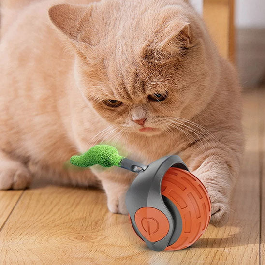 jouets interactifs pour chat joue balle