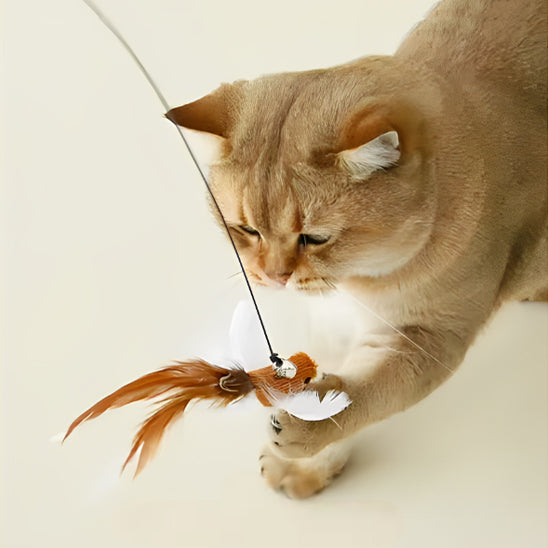 jouets interactifs pour chat joue oiseau