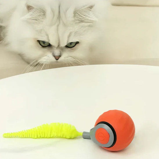 jouets interactifs pour chat regarde la balle