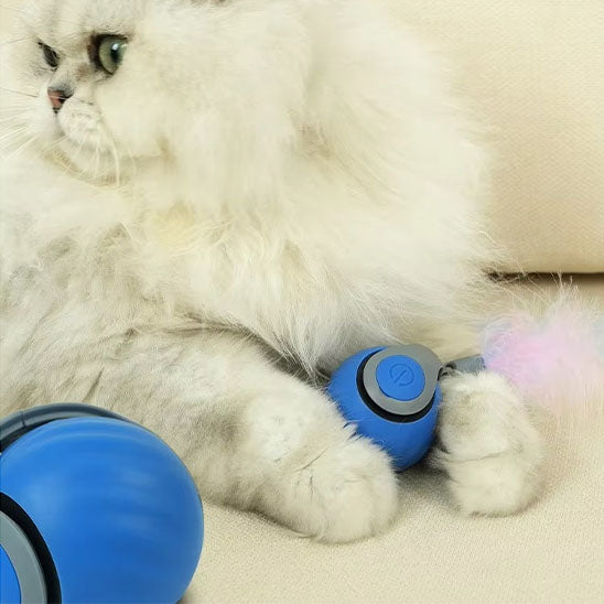 jouets interactifs pour chat balle entre ses pattes