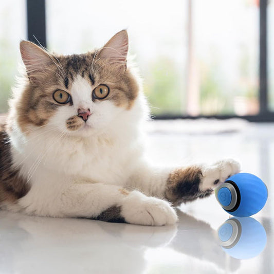 jouets interactifs pour chat balle sous la patte