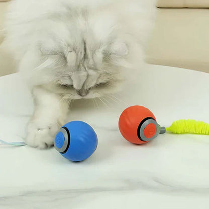 jouets interactifs pour chat blanc qui joue