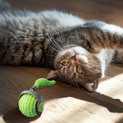 jouets interactifs pour chat couche